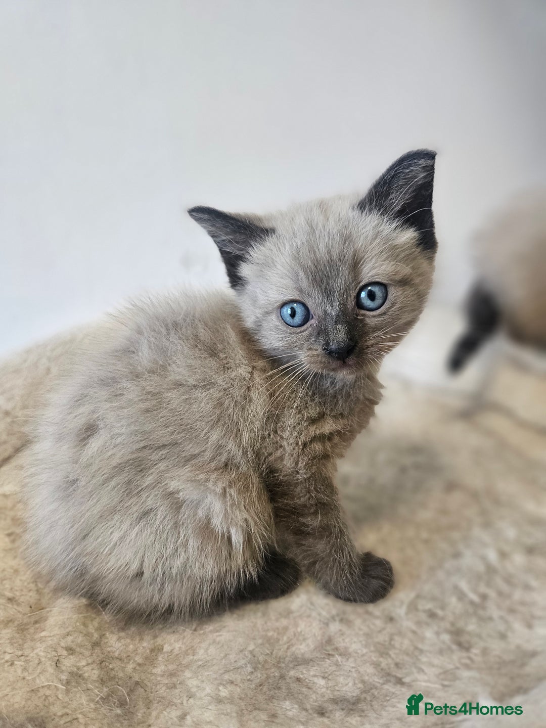 Ragamese cats for sale: 3/4 Ragdoll x 1/4 Siamese Kittens ♡ - Image 5