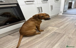Rhodesian Ridgeback dogs for sale: Rhodesian Ridgeback Puppy Female - Image 5