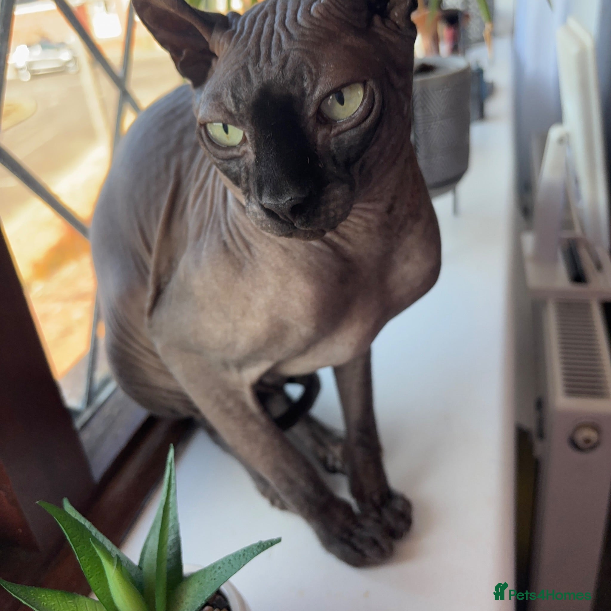 Sphynx cats 6 years old Elf Sphinx - Advert 3