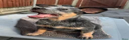 Australian Cattle Dog dogs for sale: 2 Beautiful Australian Cattle Dogs(1Male/1 Female) in Harlow - Advert 3
