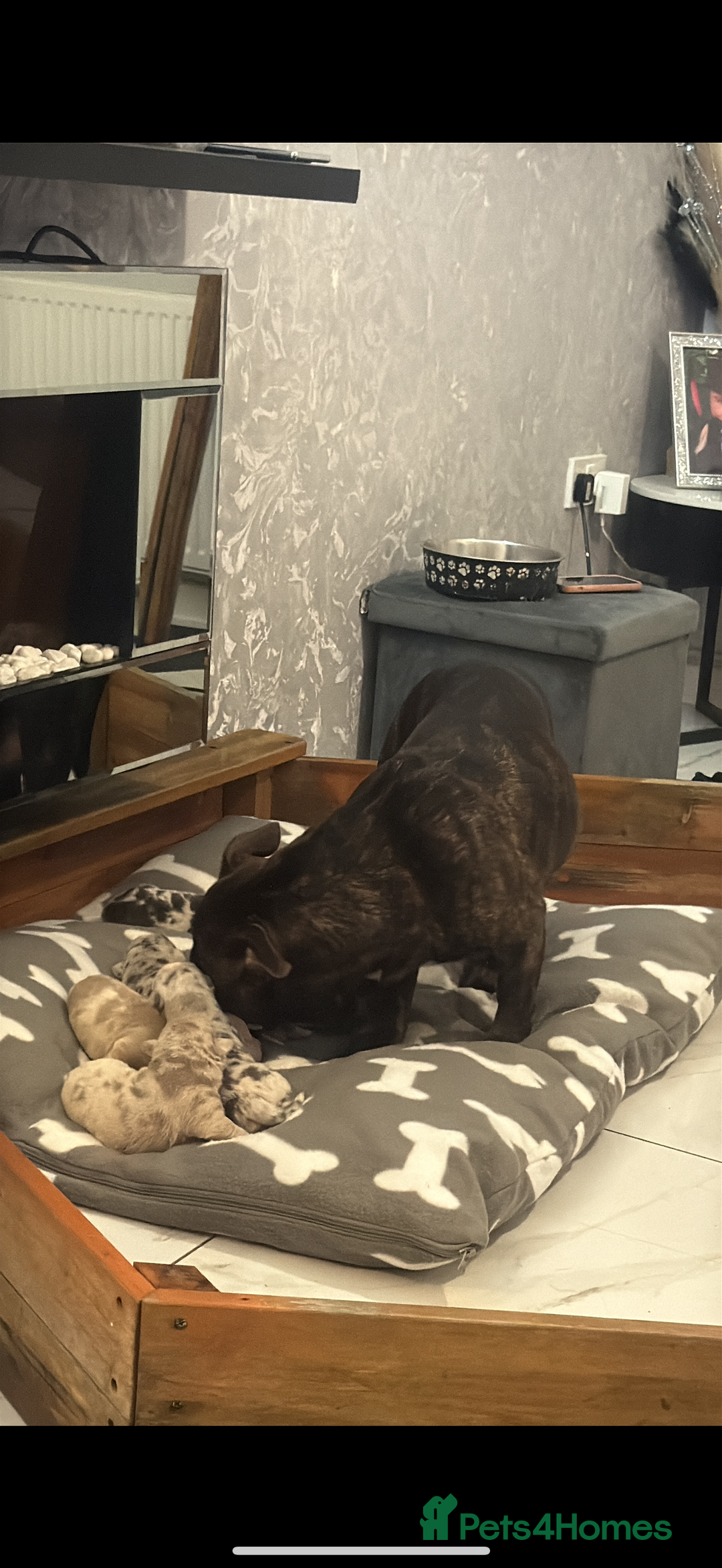 Mixed Breed dogs for sale: Pocket bully’s x staff pups  - Image 17