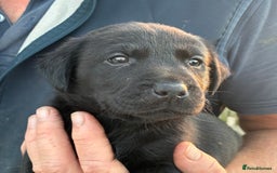 Labrador Retriever dogs for sale: Five Star Council Registered Breeder litter - Image 6