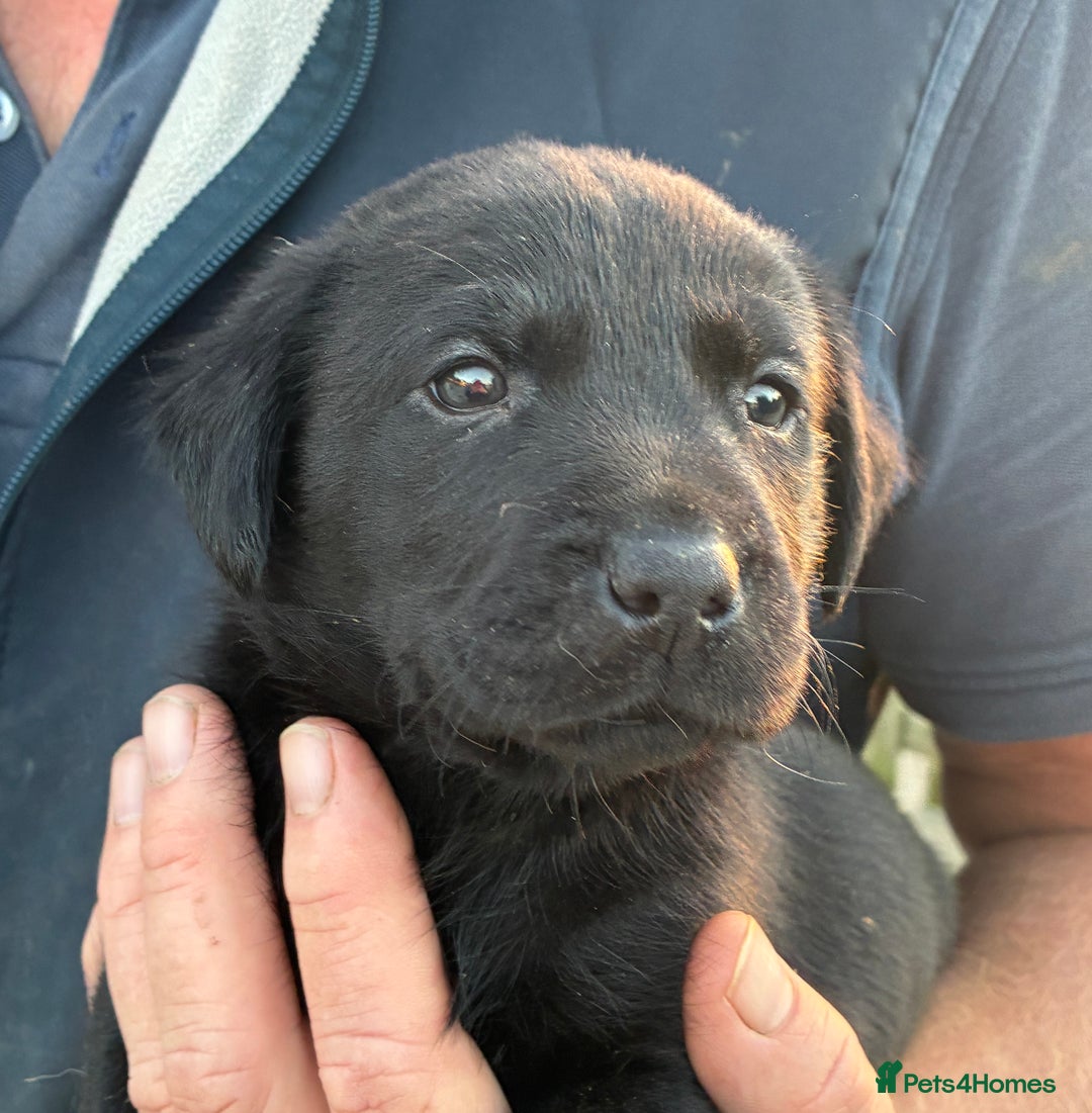 Labrador Retriever dogs for sale: Five Star Council Registered Breeder litter - Image 6