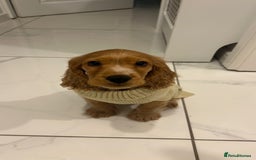 Cocker Spaniel dogs for sale: Cocker spaniel (Scooby) 1 year old - Image 4