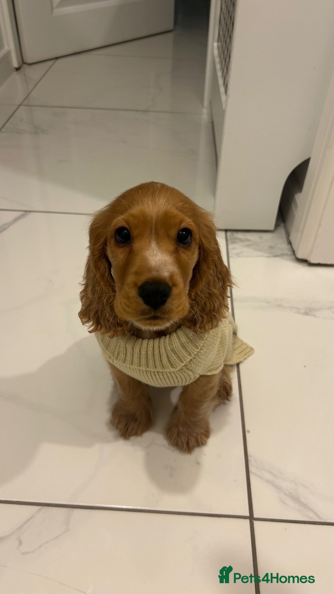 Cocker Spaniel dogs for sale: Cocker spaniel (Scooby) 1 year old - Image 4