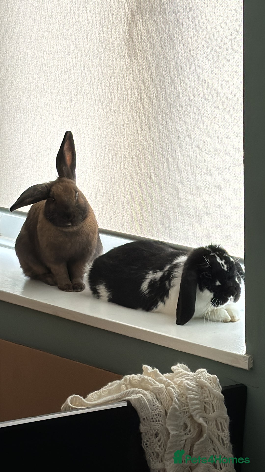 Mixed Breed rabbits for sale: Bonded pair of Rabbits - Free to a good home - Image 4