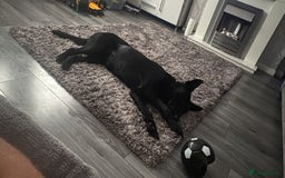 Belgian Shepherd Dog dogs for sale: Luna Belgian Shepherd Dog - Image 2