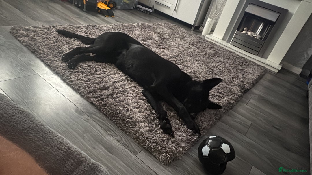 Belgian Shepherd Dog dogs for sale: Luna Belgian Shepherd Dog - Image 2