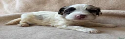 Sproodle dogs for sale: F1 Sproodle Puppies  - Advert 2