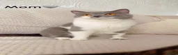 British Shorthair cats for sale:   Cute British Shorthair Kittens - Advert 11