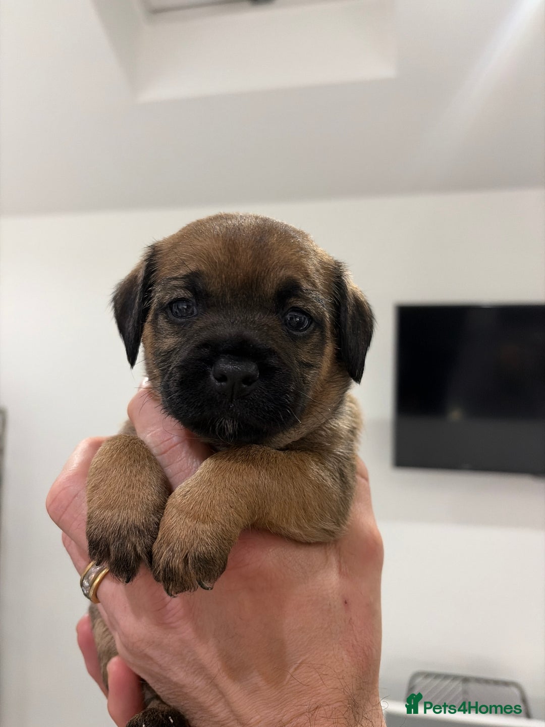 Border Terrier dogs for sale: Beautiful Border Terrier Puppies - Advert 4