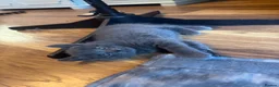 Mixed Breed cats for sale: Russian blue mix kittens  - Advert 12
