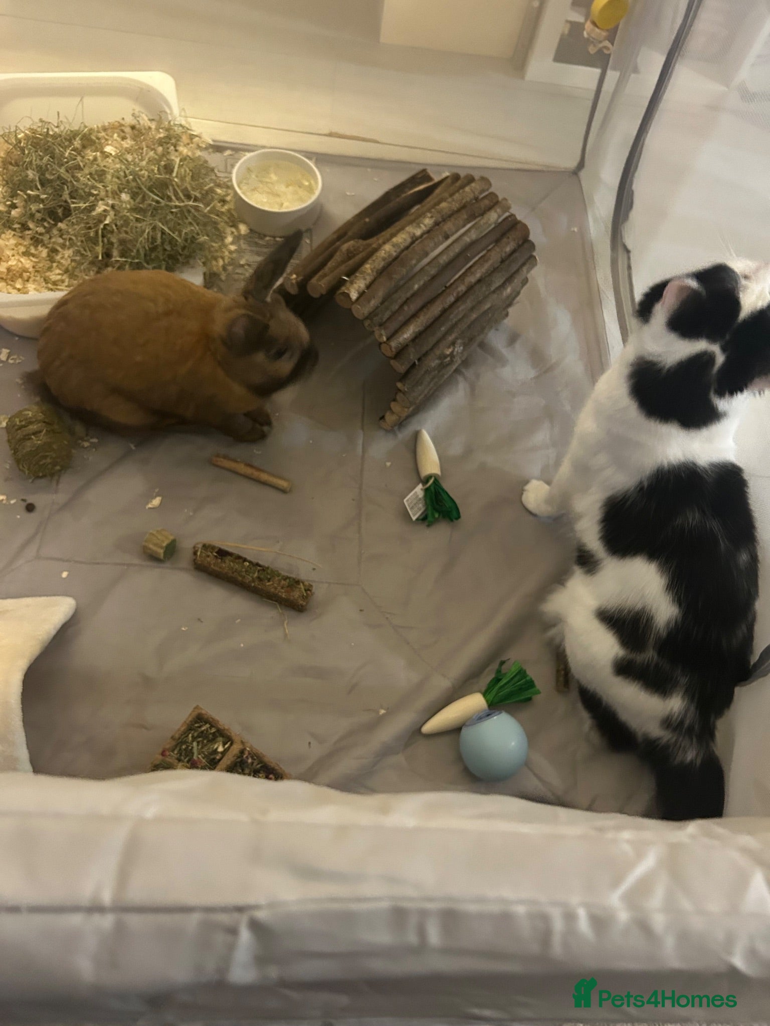 Mixed Breed rabbits Rabbit rehoming  - Advert 1