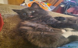 British Shorthair cats for sale: Cute kittens for sale  - Image 4