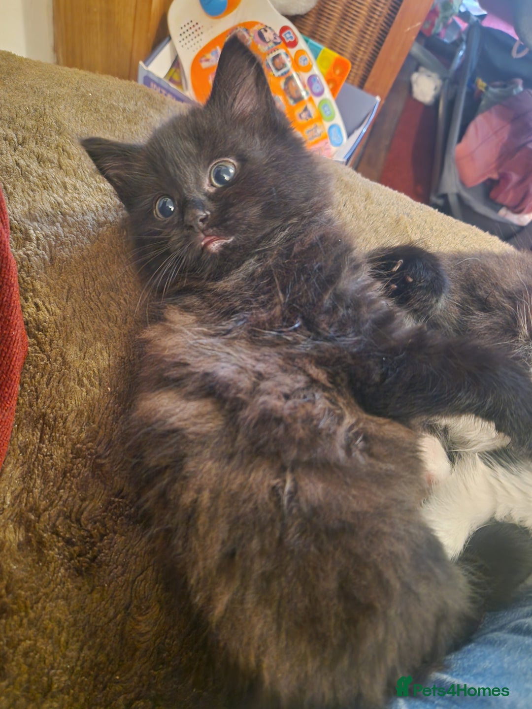 British Shorthair cats for sale: Cute kittens for sale  - Image 4