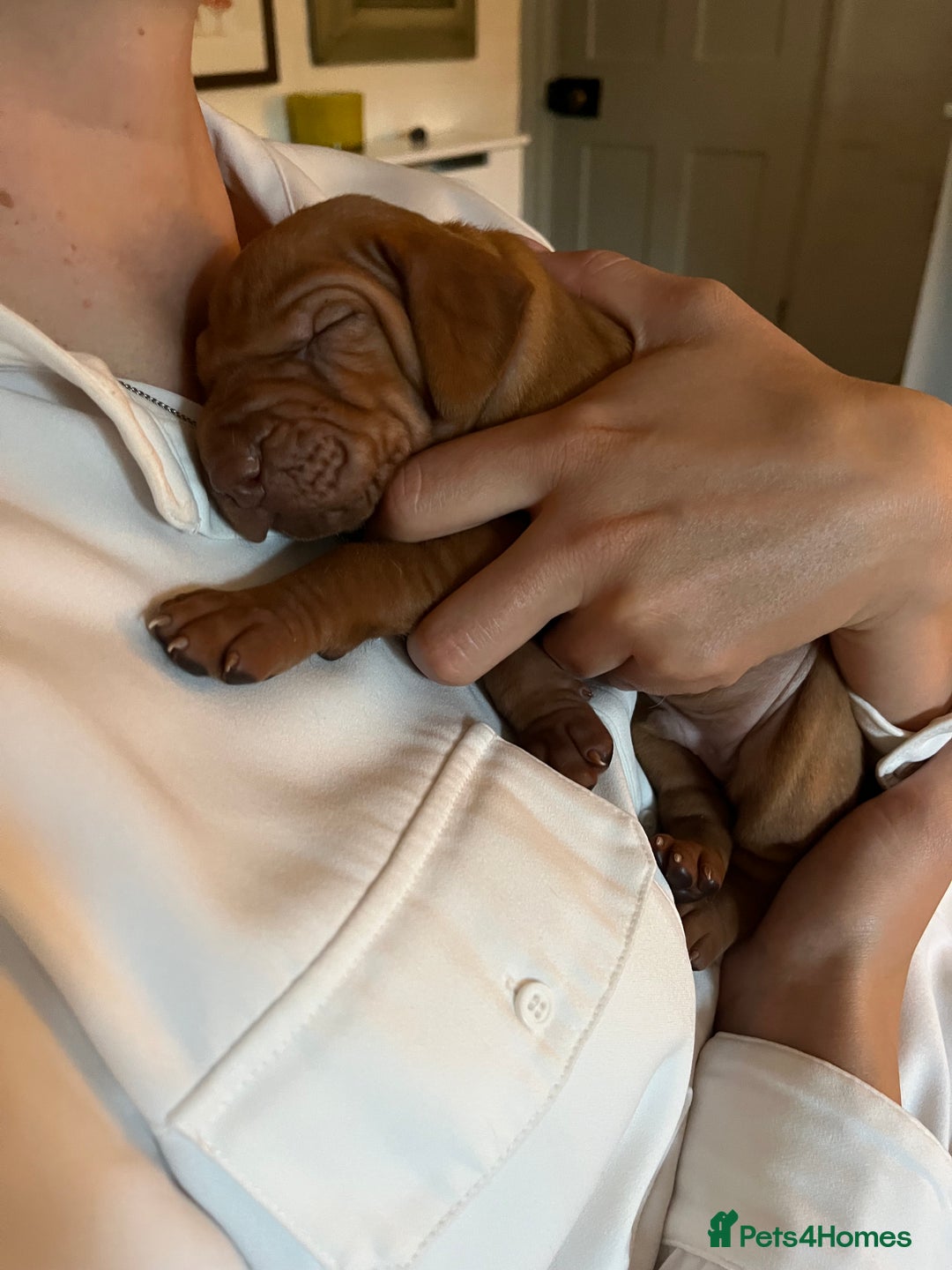 Hungarian Vizsla dogs for sale: Gorgeous KC reg Vizsla puppies - Image 3