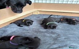 Labrador Retriever dogs for sale: Black Labrador puppies - Image 7