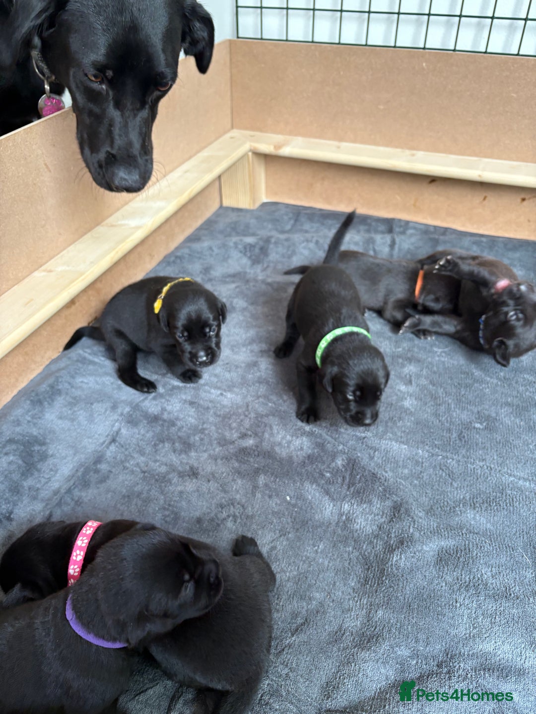 Labrador Retriever dogs for sale: Black Labrador puppies - Image 7
