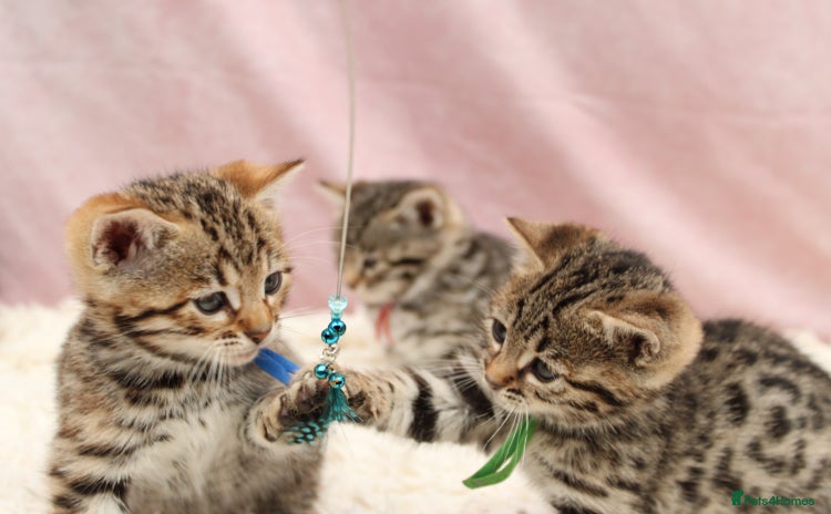 Bengal cats - Advert 13