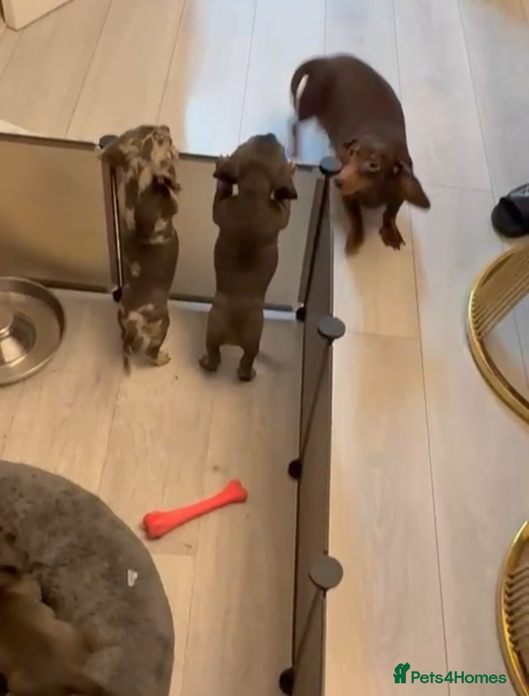 Miniature Dachshund dogs for sale: Miniature dachshund 11 weeks  - Image 6