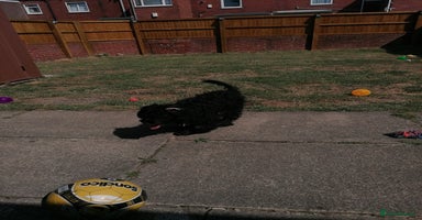 Cockapoo dogs - Advert 14
