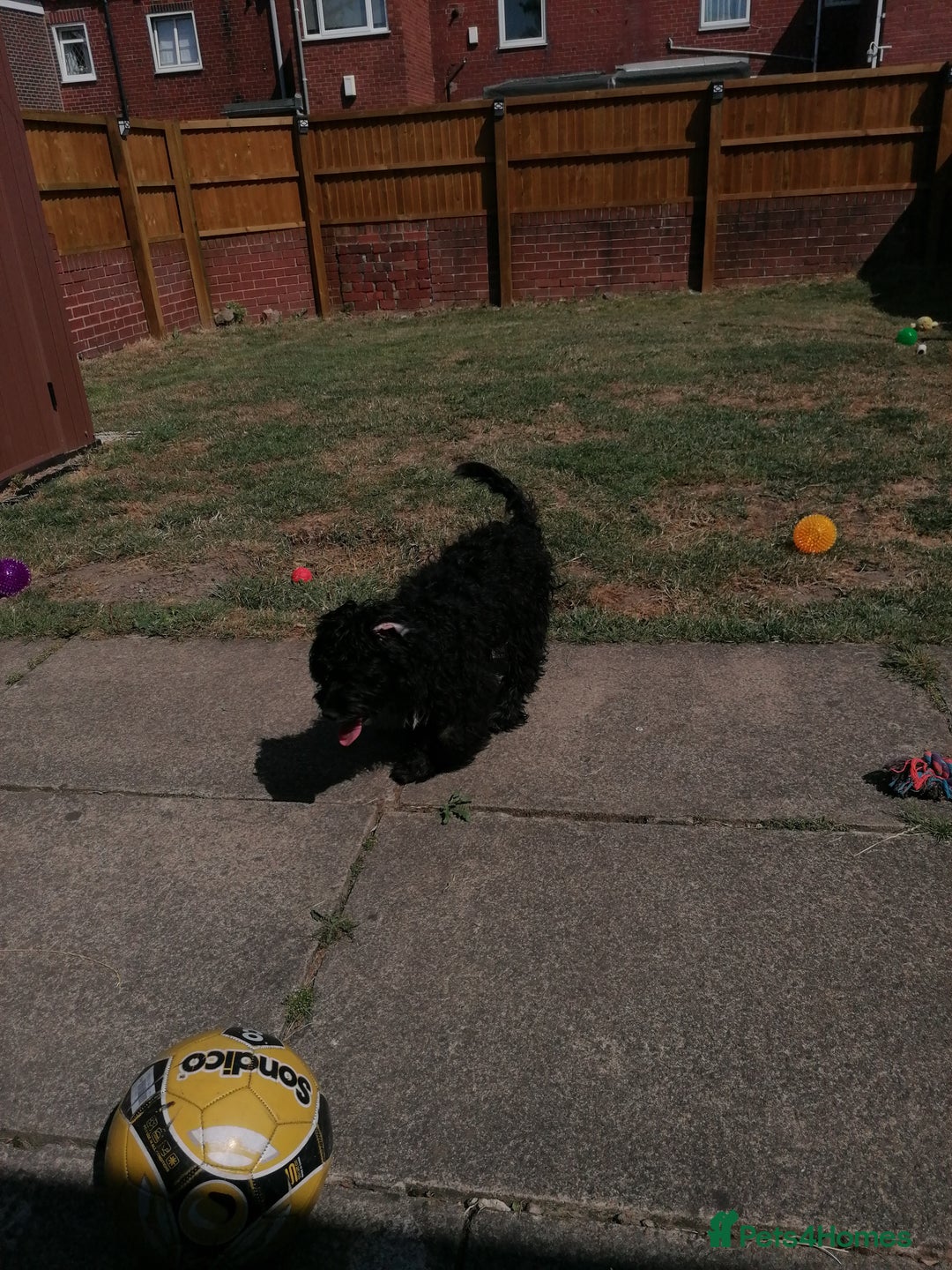 Cockapoo dogs for sale: Gorgeous little cockapoo 5 months old - Image 3