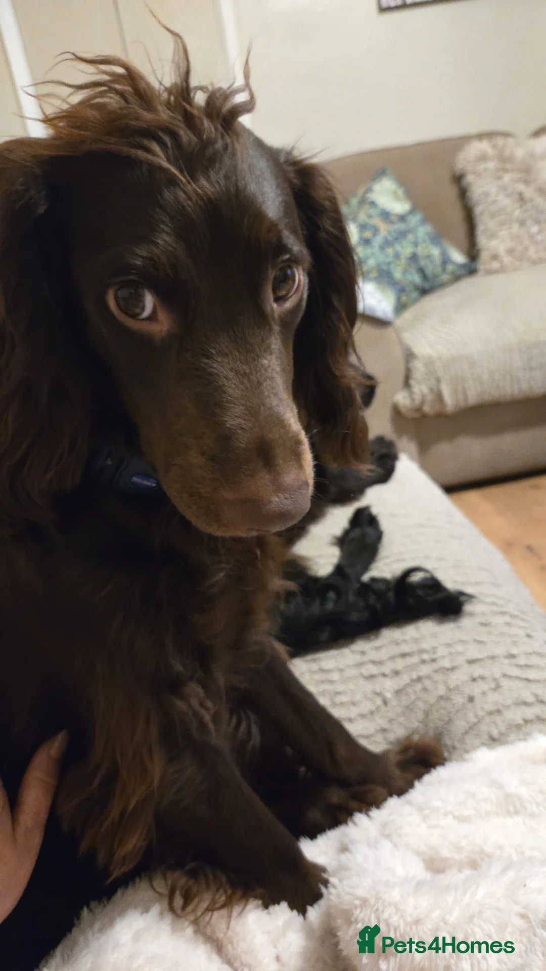 Cockapoo dogs for stud: For Stud in Wolverhampton - Advert 8