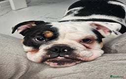 English Bulldog dogs for sale: Needing a loving home  - Image 1