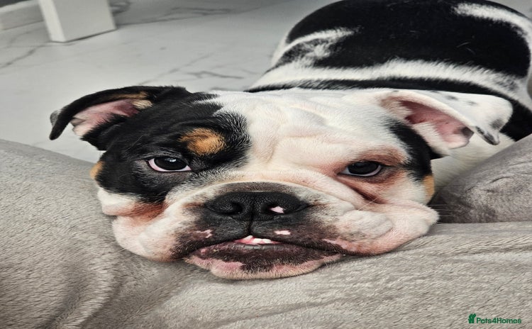English Bulldog dogs - Advert 2