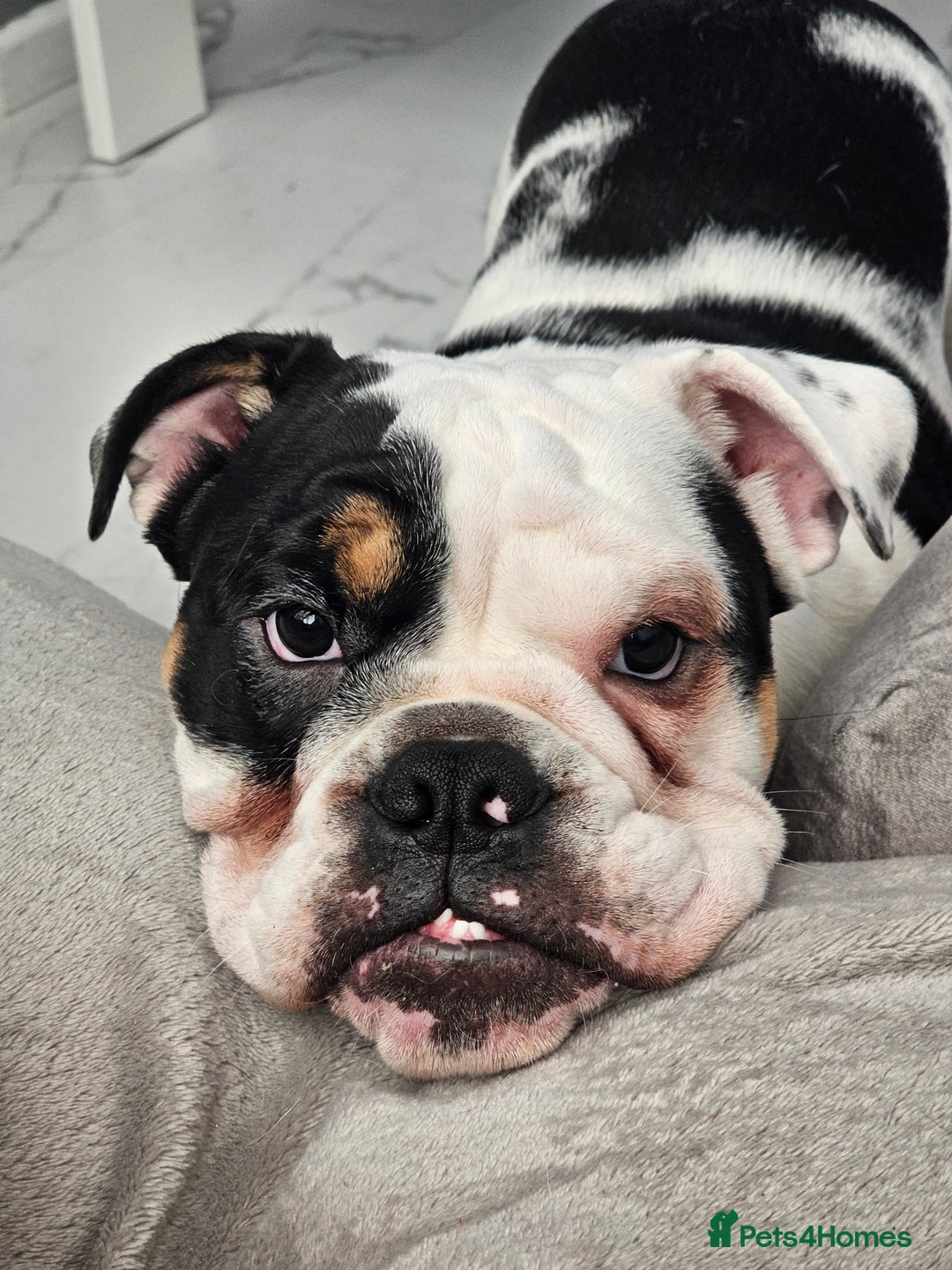 English Bulldog dogs for sale: Needing a loving home  - Image 1