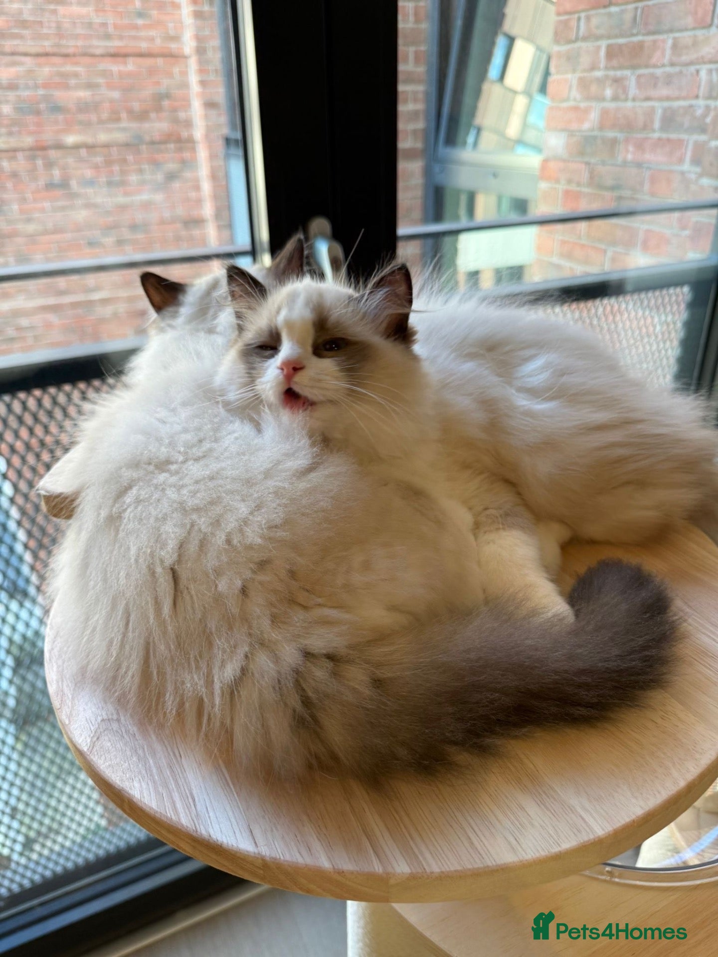 Ragdoll cats ✨️🏆 🧸🤎LAST 3* Eu ChampLine Tica Reg Ragdolls  - Advert 1