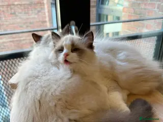 Ragdoll cats ✨️🏆 🧸🤎LAST 3* Eu ChampLine Tica Reg Ragdolls - Advert 1