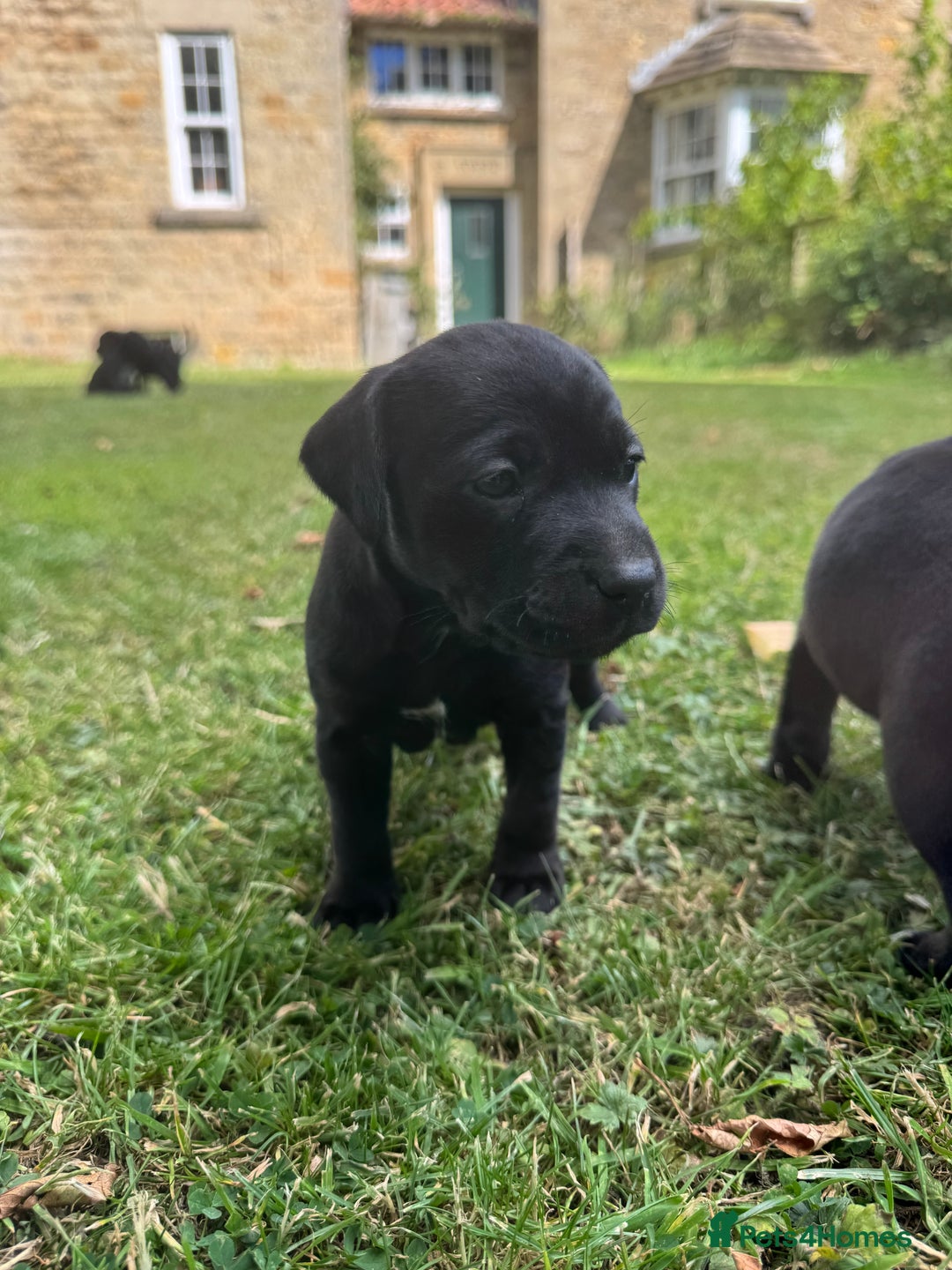Mixed Breed dogs for sale: Lab x patterdale  - Image 5
