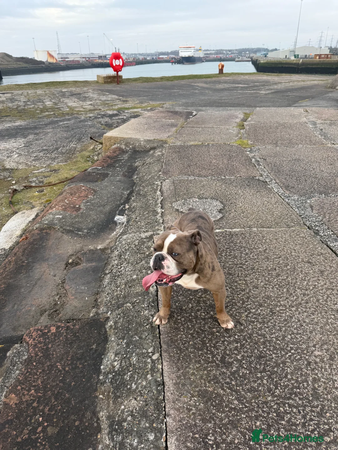 Olde English Bulldogge dogs for sale: Rolo  in Morecambe - Advert 13