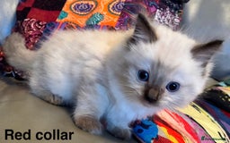 Ragdoll cats for sale: 4 Prebred Ragdolls kittens for sale - Image 9
