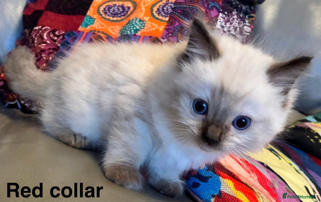 Ragdoll cats for sale: 4 Prebred Ragdolls kittens for sale - Image 9