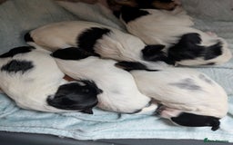Biewer Terrier dogs for sale: Adorable Purebred Biewers  - Image 16