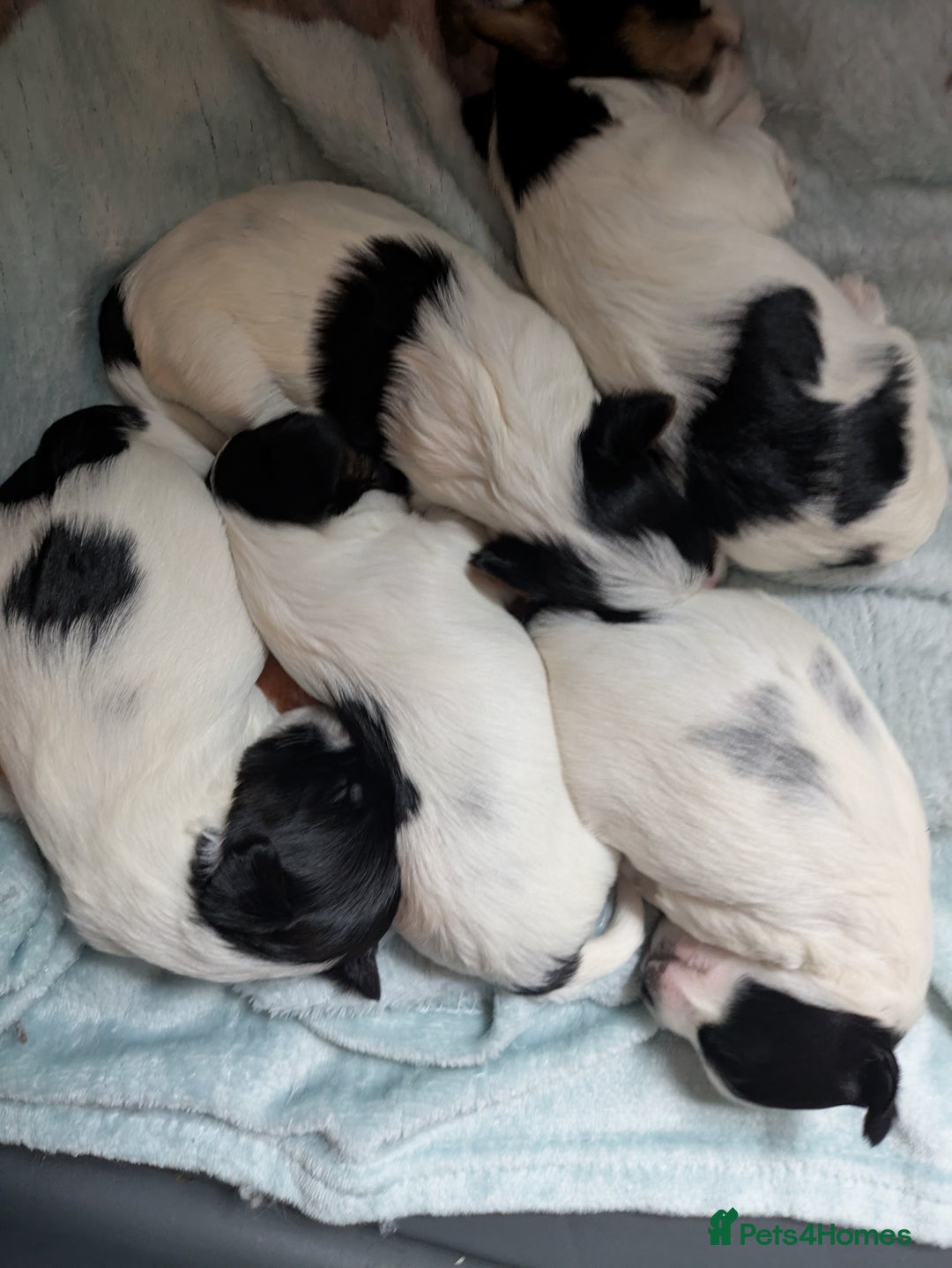 Biewer Terrier dogs for sale: Adorable Purebred Biewers  - Image 16