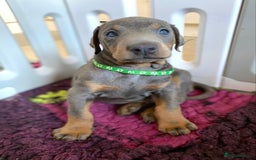 Dobermann dogs for sale: DOBERMAN PUPPIES (BOTH KC HEALTH TESTED PARENTS) - Image 24