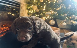 Cockapoo dogs for sale: Cockapoos ready 22.11 1 boy and 2 girls left💙🩷🩷 - Advert 24