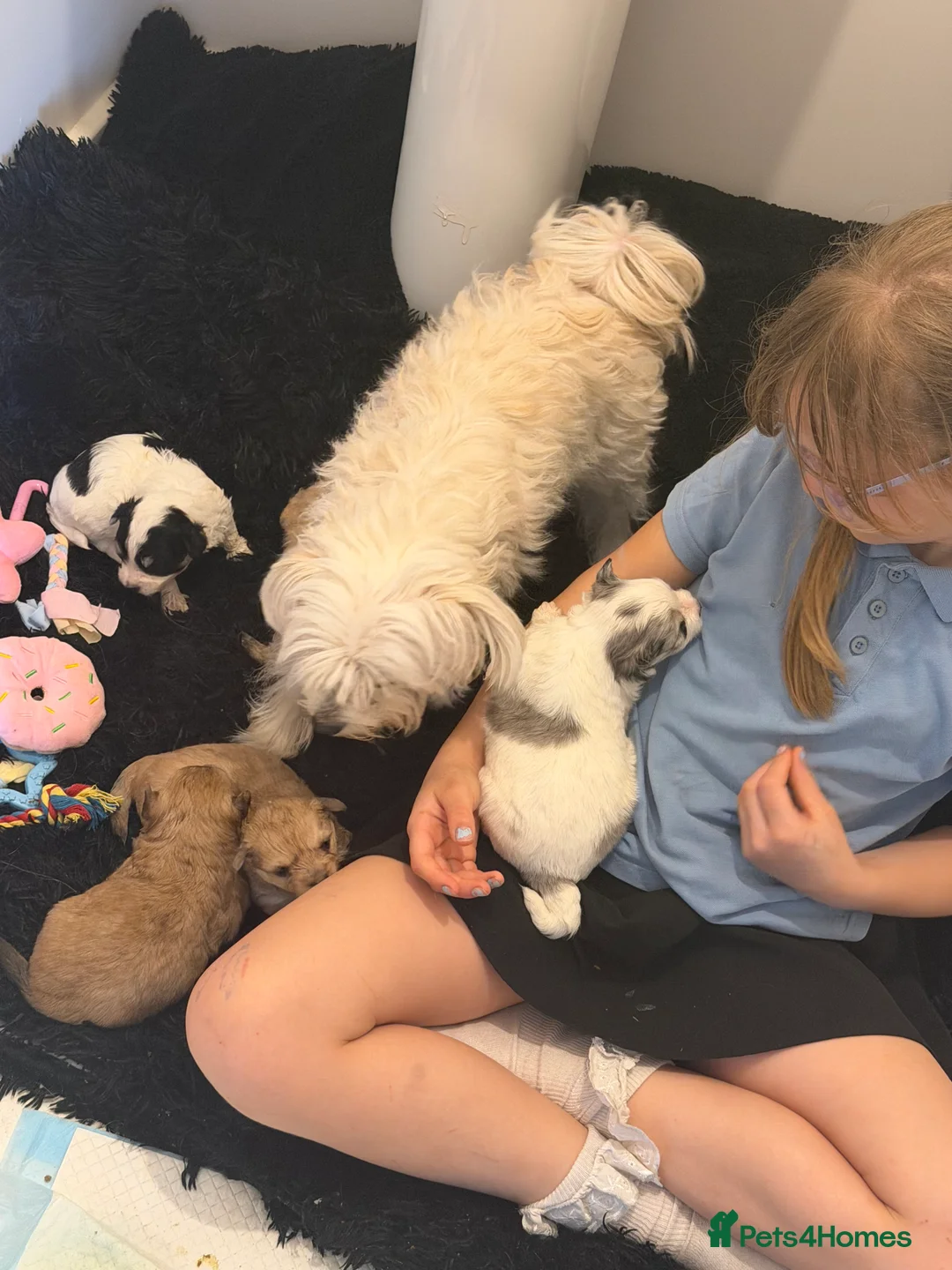 Maltipom dogs for sale: Maltipoms - Advert 2