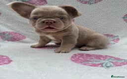 French Bulldog dogs for sale: Quality French bulldog puppies  - Image 7