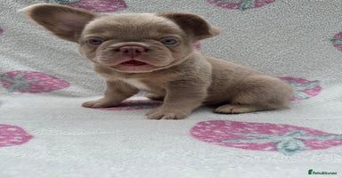 French Bulldog dogs - Advert 15