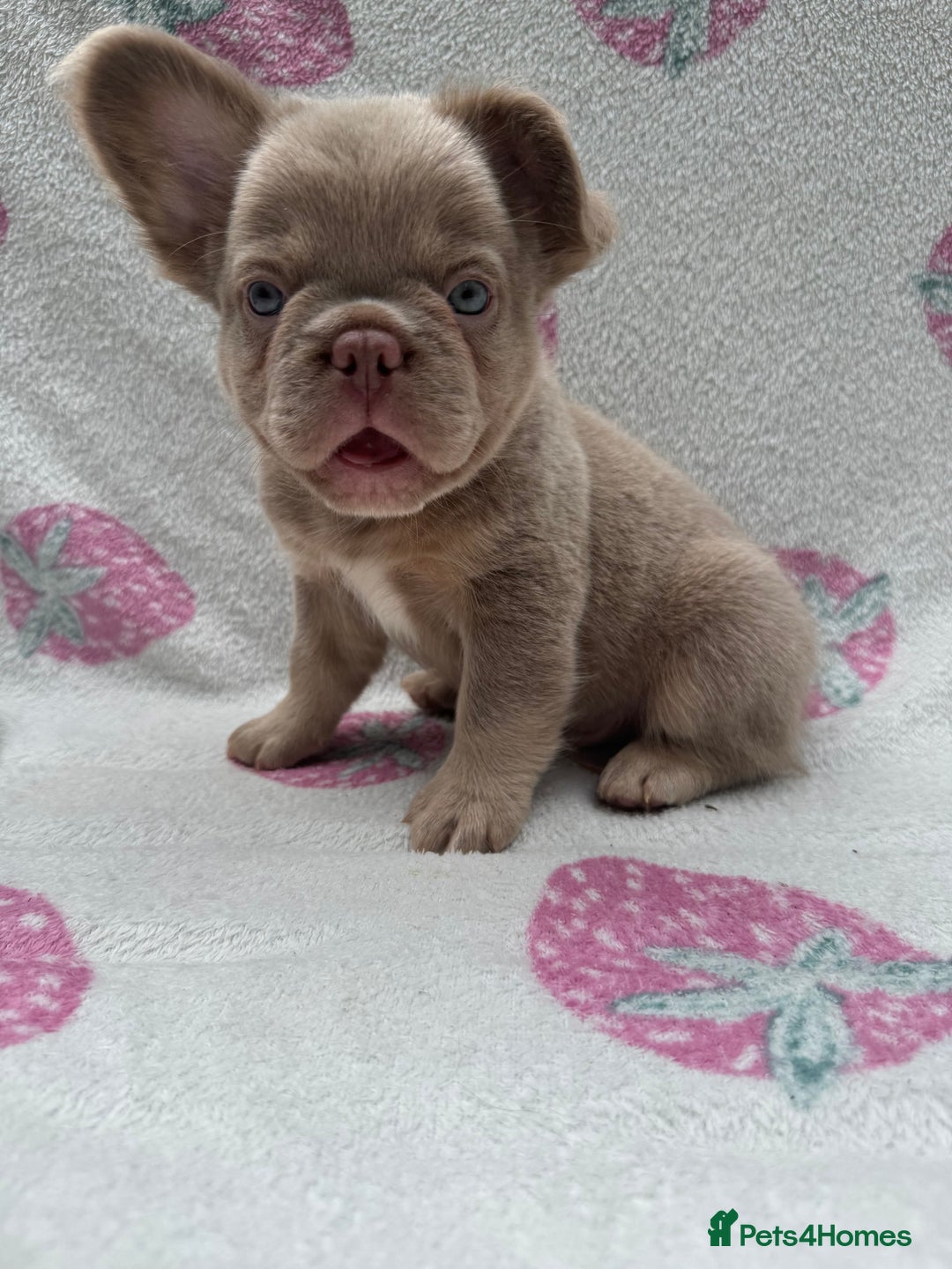 French Bulldog dogs for sale: Quality French bulldog puppies  - Image 7