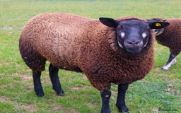 Sheep livestock for sale: PEDIGREE BADGER FACE TEXEL FEMALE LAMB - Image 3