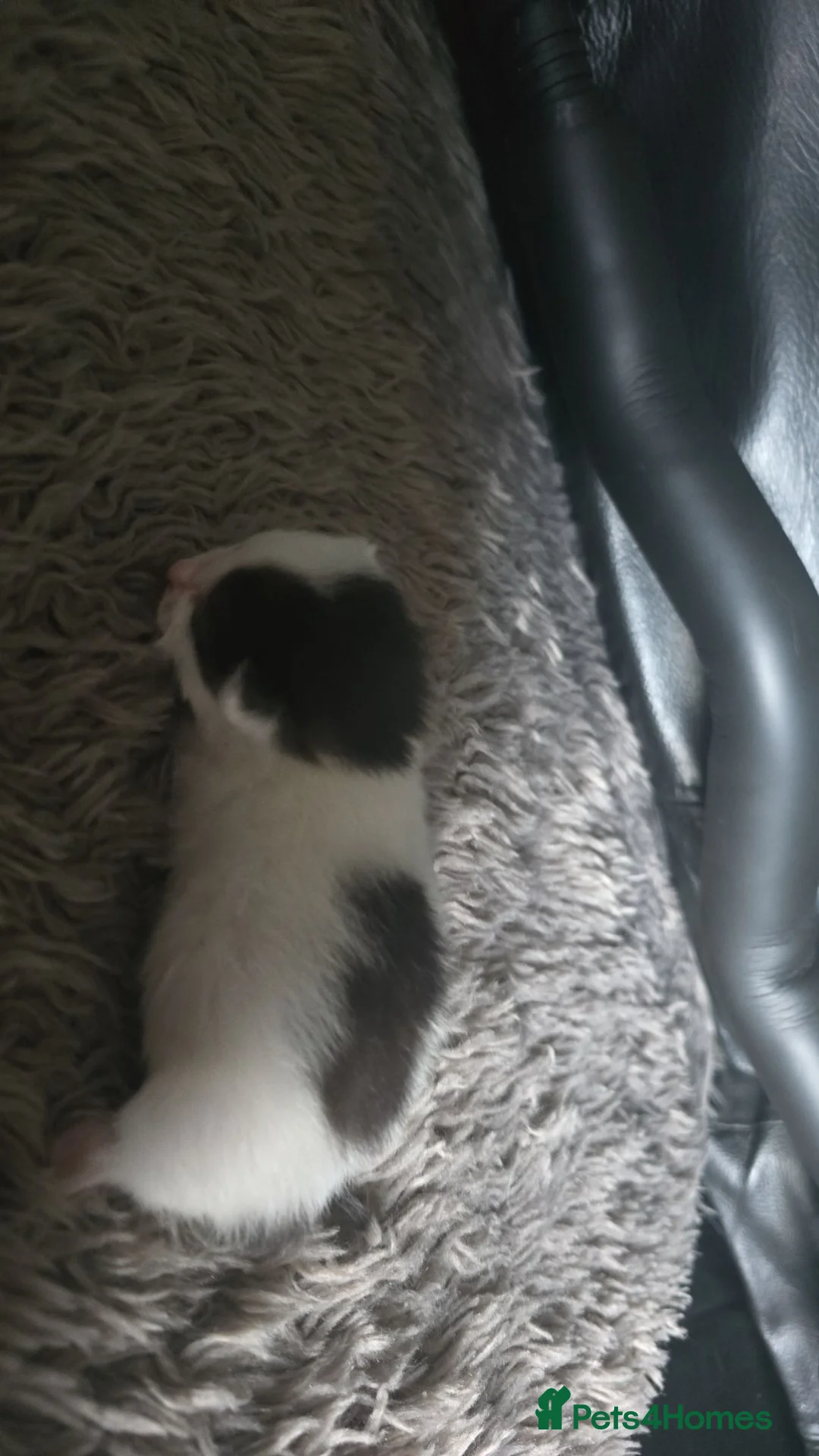 Mixed Breed cats for sale: Kittens for sale - Advert 18