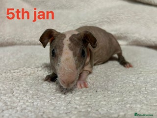 Guinea Pig rodents Skinny Pig Boars. Ready to Leave/Reserve Now. - Advert 7