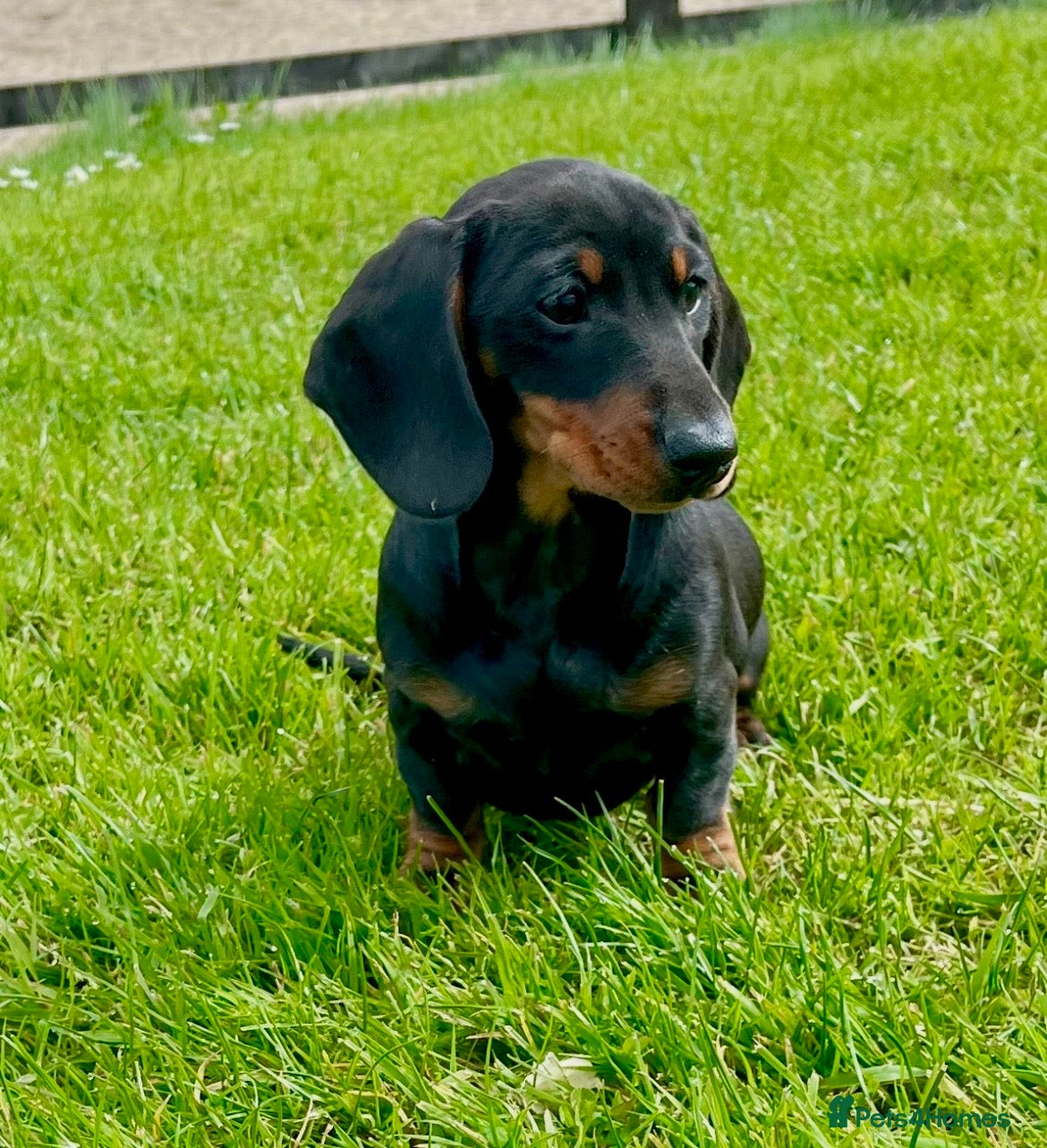 Dachshund dogs Stunning miniature dachshund fully vaccinated  - Advert 2
