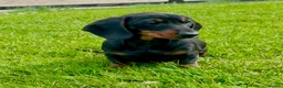 Dachshund dogs for sale: Stunning miniature dachshund fully vaccinated  - Advert 1