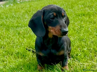 Dachshund dogs Stunning miniature dachshund fully vaccinated - Advert 2
